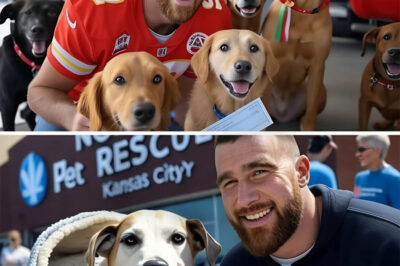 Travis Kelce buys a dog rescue center that’s about to close – but what he did to the dogs has the internet surprised…