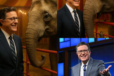GOOD NEWS: Stephen Colbert Stuns Fans With Elephant Rescue Mission
