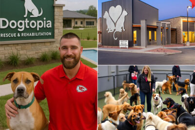 Travis Kelce Launches “Dogtopia”: $5 Million Rescue Haven for Abandoned Dogs Near Bologna