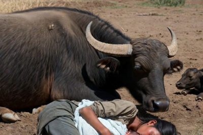 THE NEWLY GIFTED BUFFALO WAS NOT DEFENDING ME FROM HER… SHE WAS HANDING ME OVER TO A BEATEN WOMAN AND A BABY THAT SOMEONE HAD LEFT TO DIE IN THE MUD.